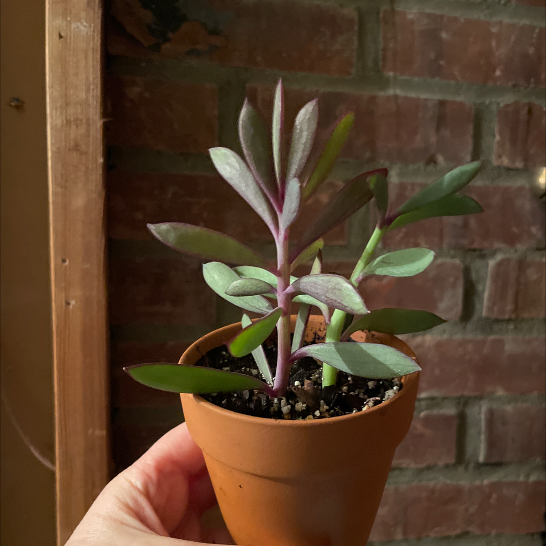 A healthy Vertical Leaf Senecio plant in a small pot, held by a hand against a brick wall.