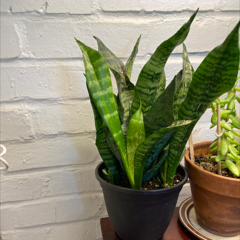 Snake Plant plant photo by @PlantzRLife55 named Snake Em Vest on Greg, the plant care app.