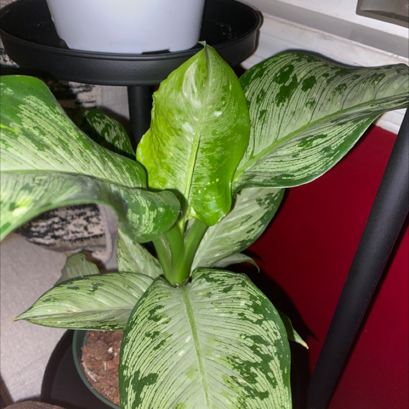 Photo of the plant species Dumb Cane 'Tiki' by @PlantzRLife55 named Diffenbachia Tiki L on Greg, the plant care app