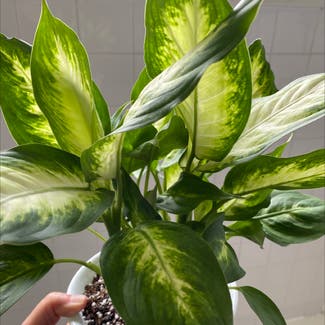Dieffenbachia 'Camille' plant in Levittown, Pennsylvania