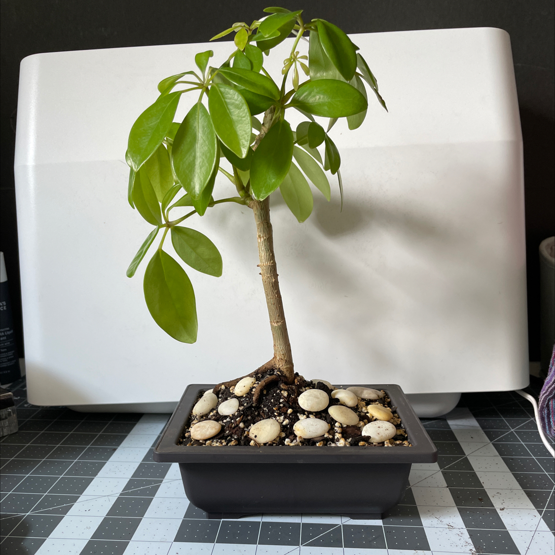 Photo of the plant species Umbrella Tree by @PlantzRLife55 named Umbrella bonsai kitchen on Greg, the plant care app