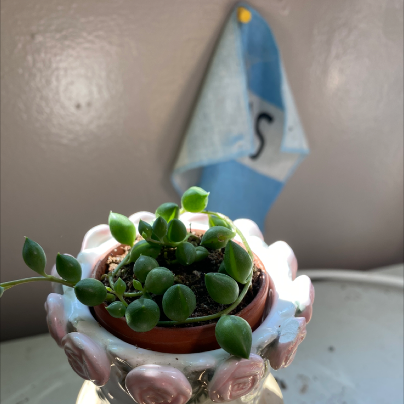 String of Pearls plant photo by @PlantzRLife55 named String of pearls South on Greg, the plant care app.