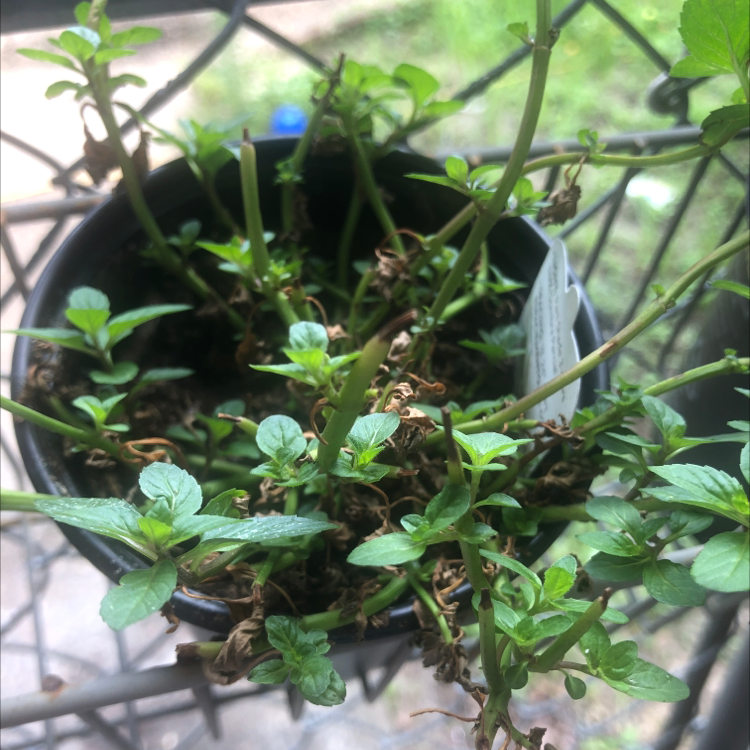 Photo of the plant species Narrow-leaved Peppermint by Elizabeth named Carla on Greg, the plant care app