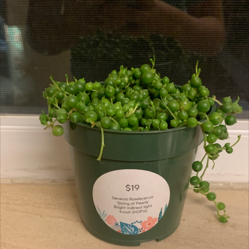 String of Pearls plant photo by @Linztheplantmom named Shrek on Greg, the plant care app.