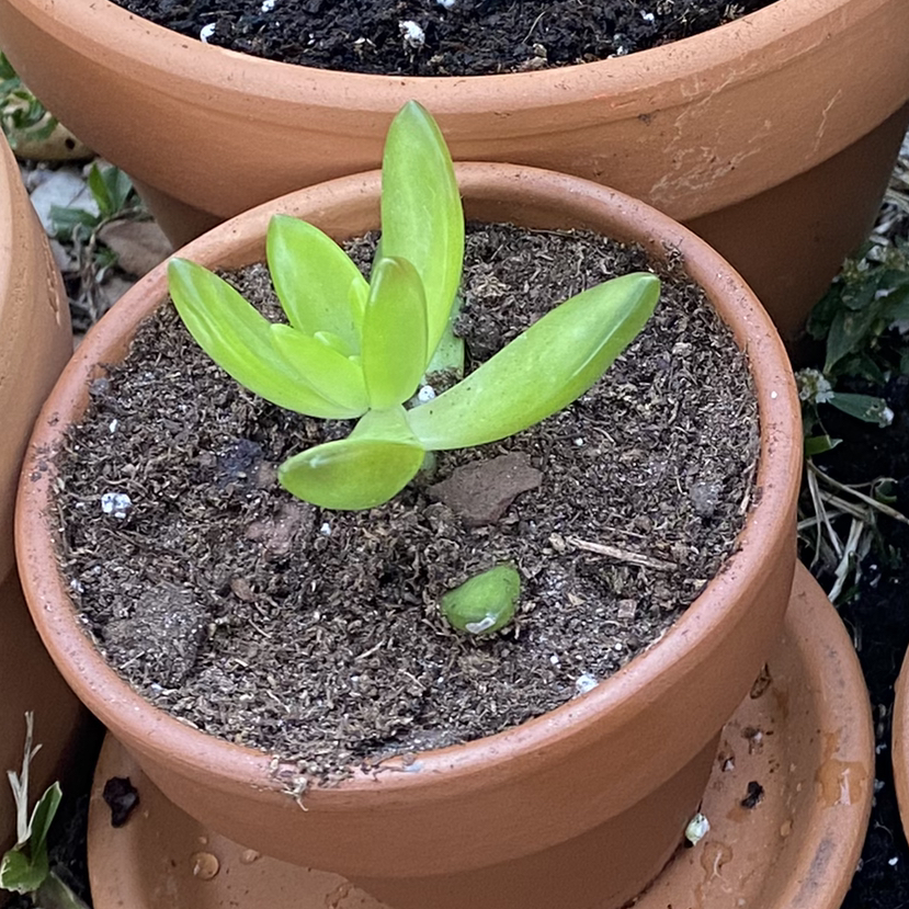 Arroyo Lupine plant photo by @aalexaperezz named Osmo on Greg, the plant care app.