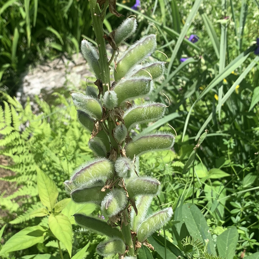 Photo of the plant species Big-Leaved Lupine by Sam named Peter Parker on Greg, the plant care app