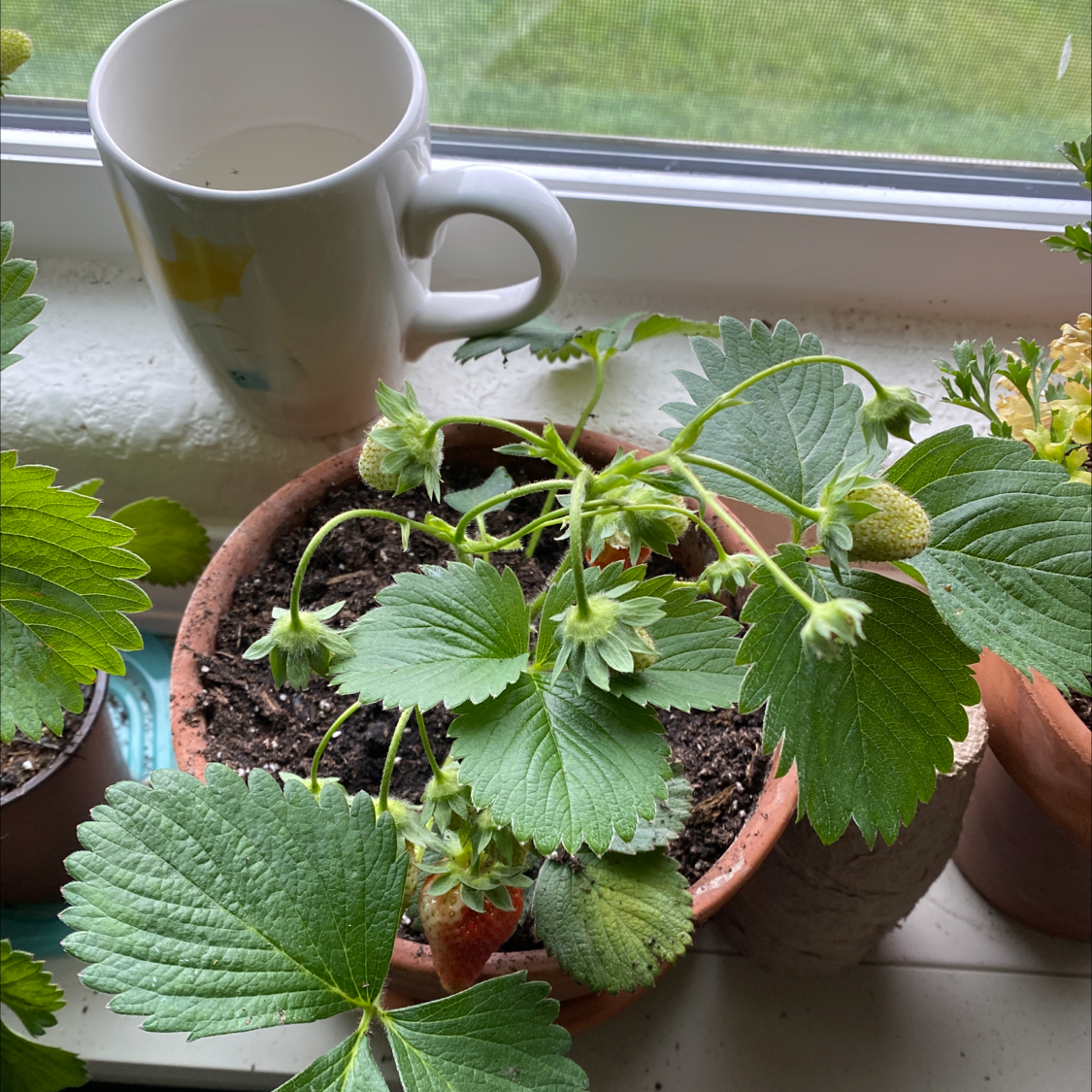 California Strawberry plant in a pot on a windowsill with green leaves and developing strawberries.
