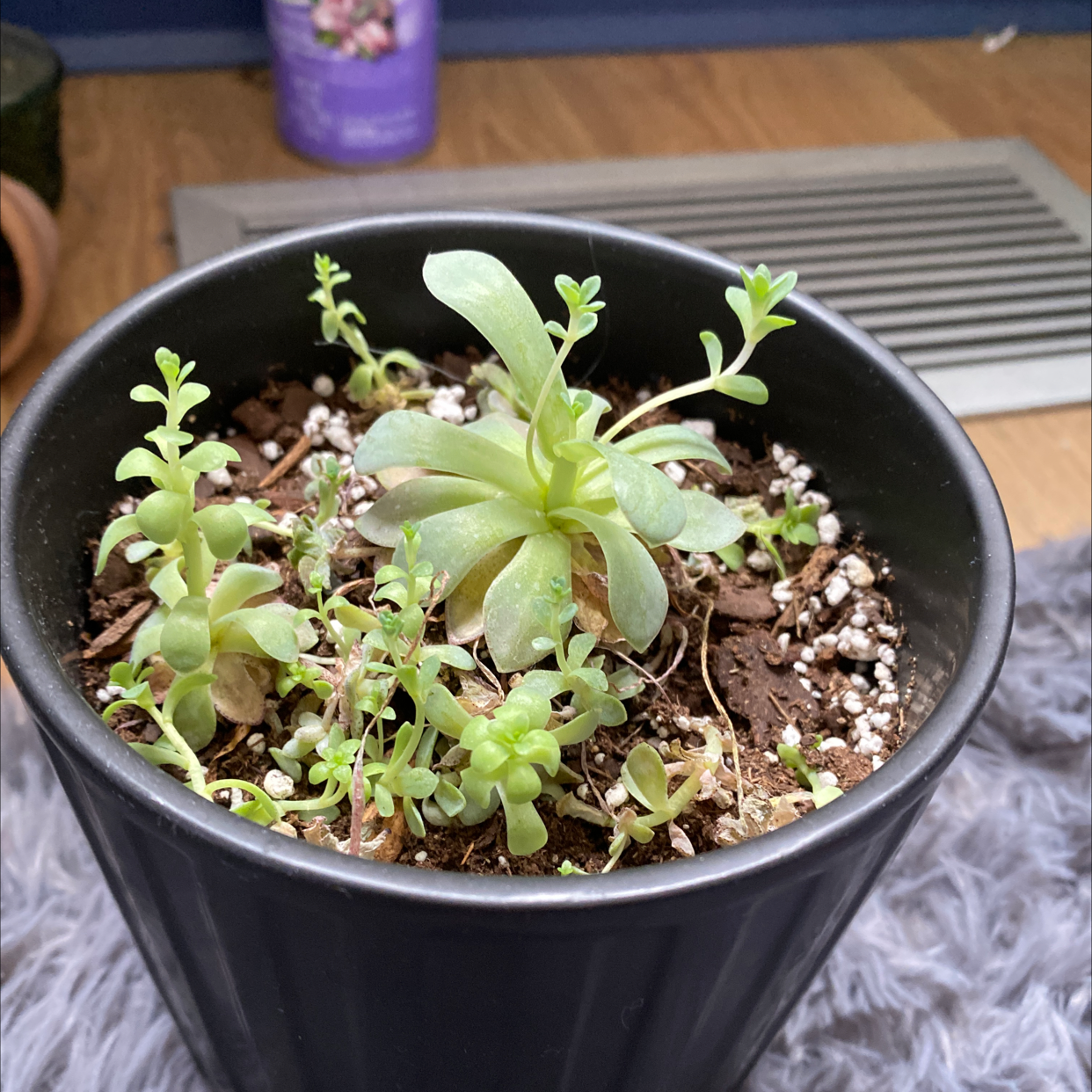 Potted Dunce Cap succulent with multiple smaller plants in well-drained soil.