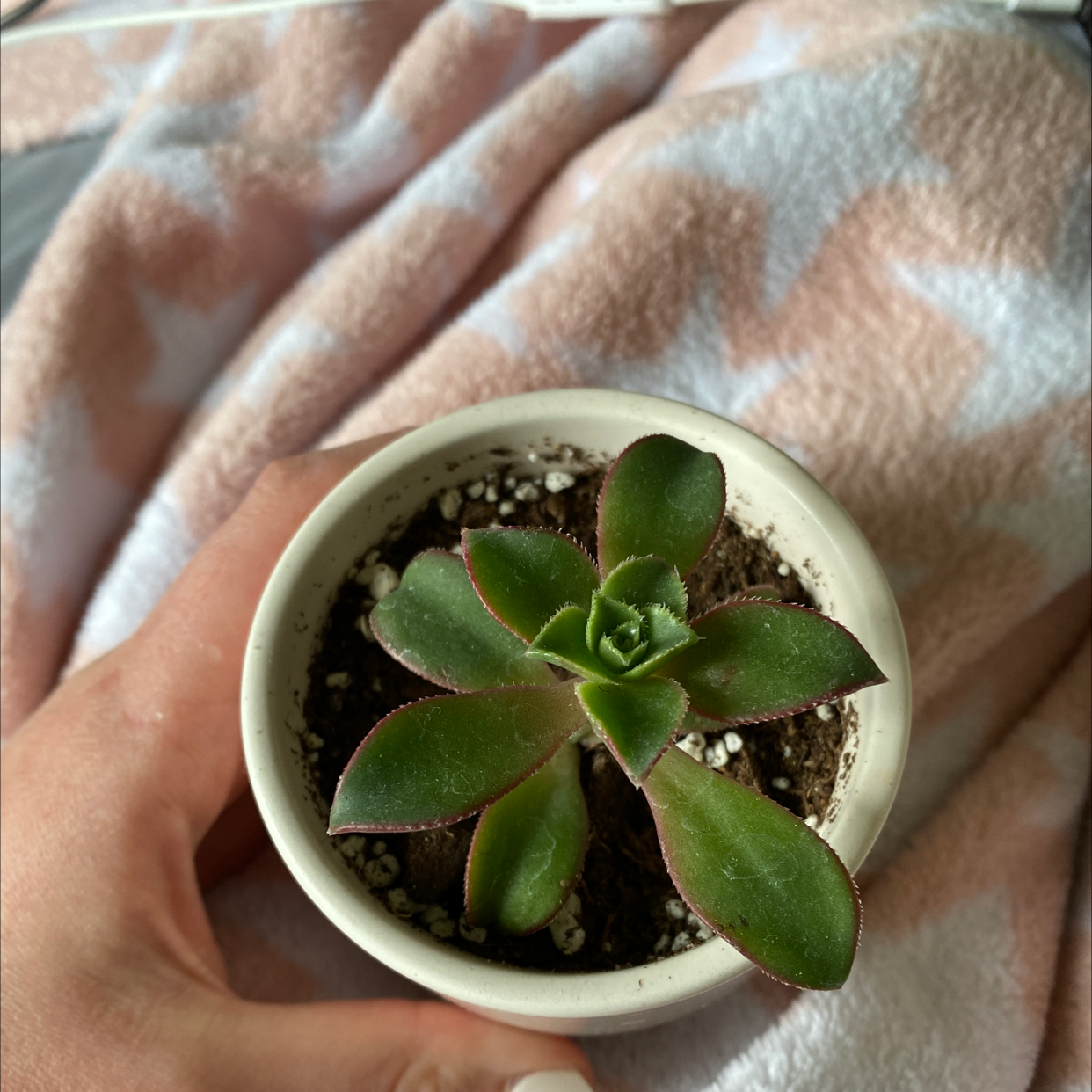 Propagating Your Tree Aeonium: Step-by-step Guide