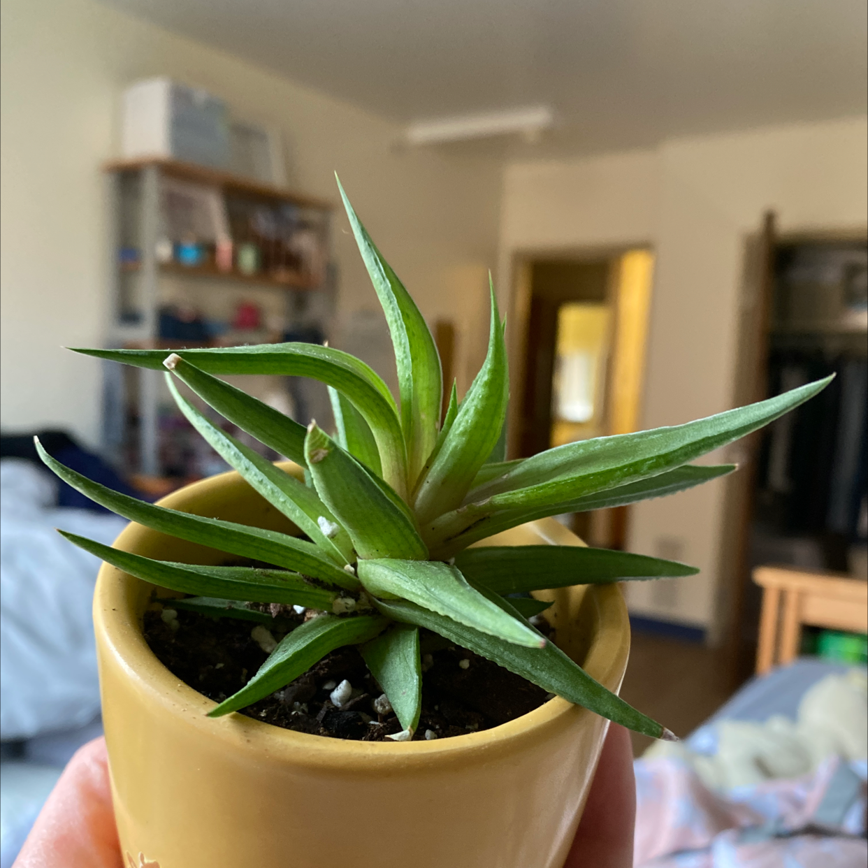 Lace Aloe plant in a yellow pot held by a hand, indoor background.