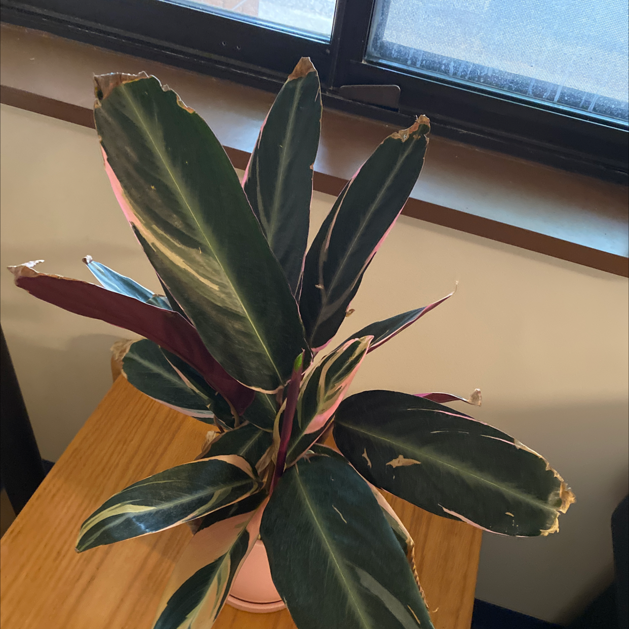 Triostar Stromanthe plant with variegated leaves and browning edges near a window.