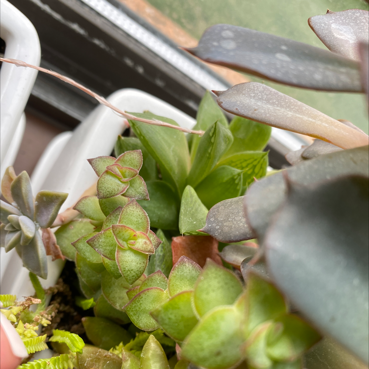 Close-up of a healthy String of Buttons succulent plant with round, button-shaped leaves in shades of dusty green and red.