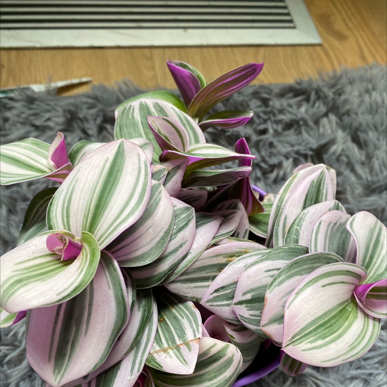 Close-up of healthy variegated Tradescantia fluminensis leaves with white and green stripes and purple undersides.