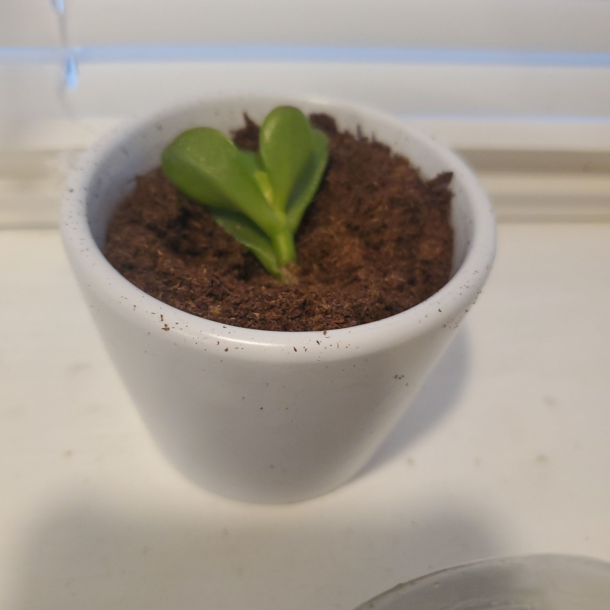 A young Jade Plant in a white pot with visible soil.