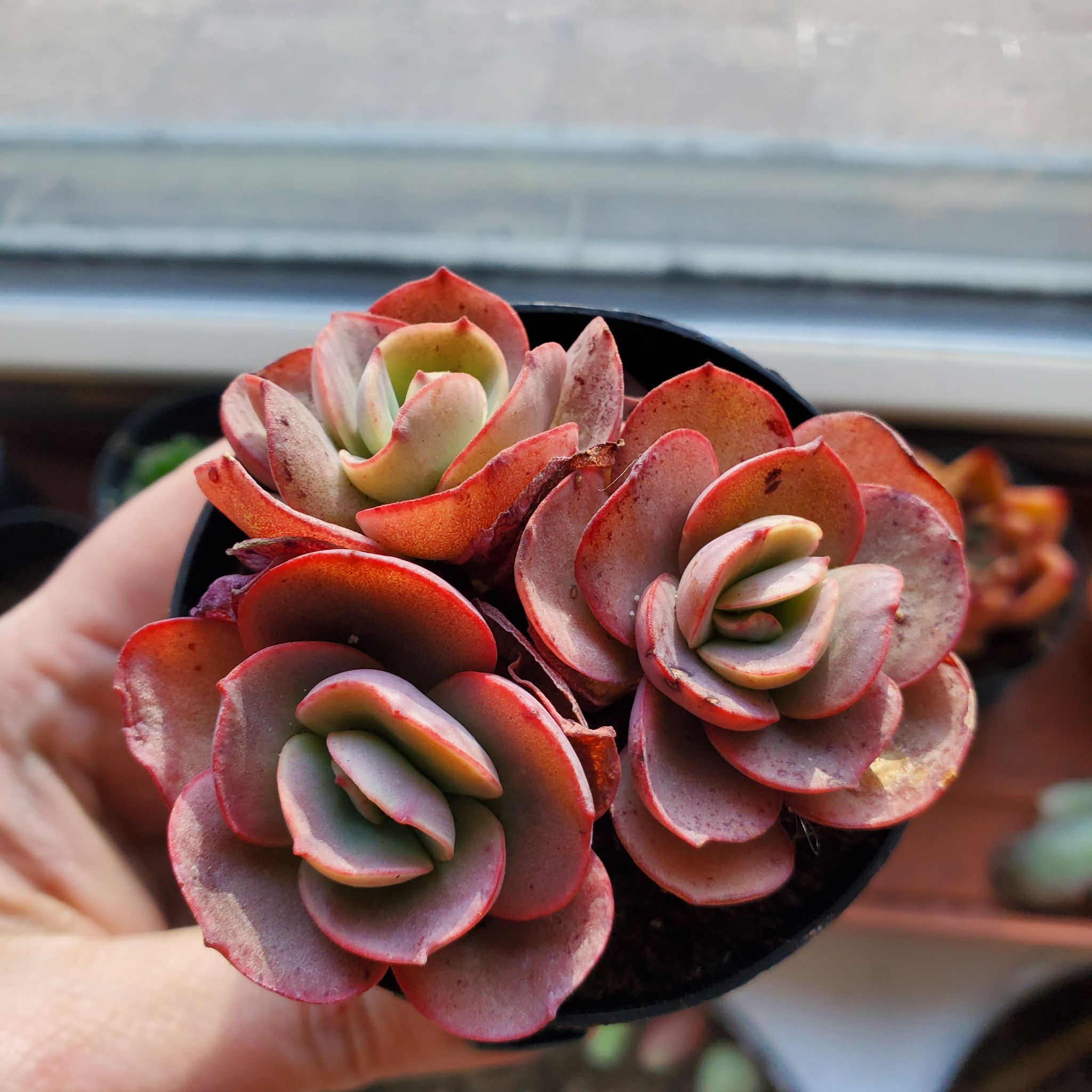 Photo of the plant species Echeveria 'Suyon' by @DesiredMayten named Rose on Greg, the plant care app