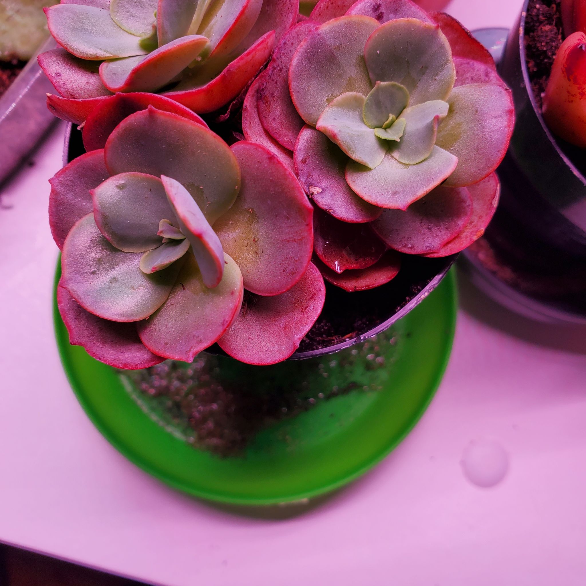 Photo of the plant species Echeveria Sunyan by @DesiredMayten named Belle on Greg, the plant care app