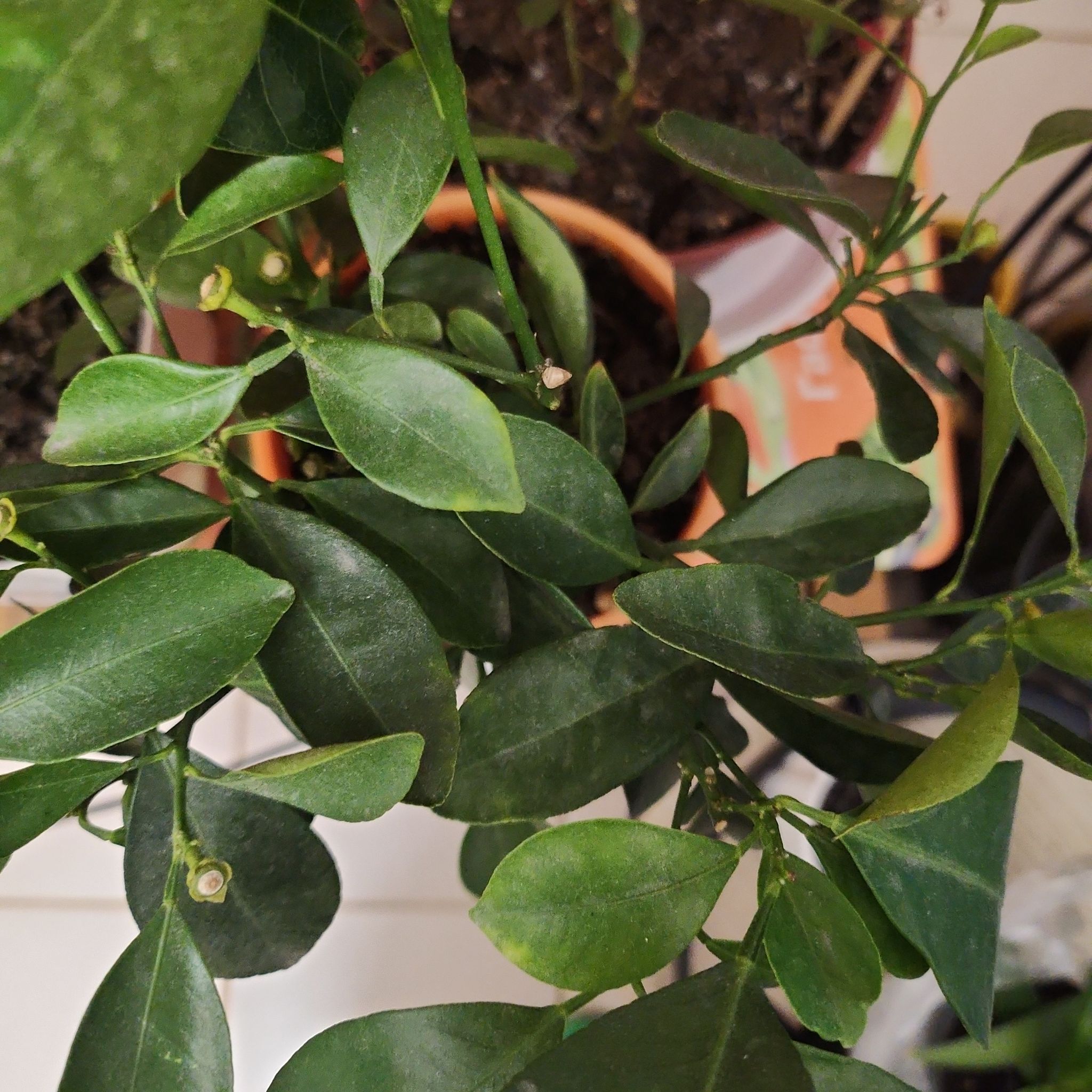 Mock Orange plant with healthy green leaves in a pot with visible soil.