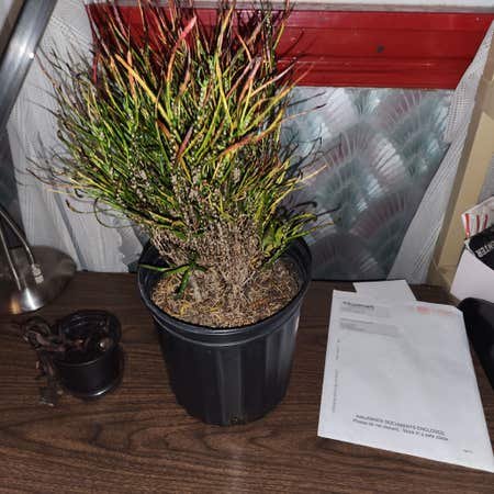 Photo of the plant species Picasso's Paintbrush by @DandyRedrose named Vincent on Greg, the plant care app