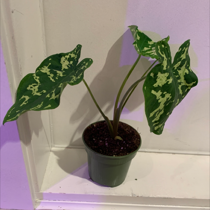 Photo of the plant species Caladium Hilo Beauty by @gardeningbymiks named Ms. Keisha on Greg, the plant care app