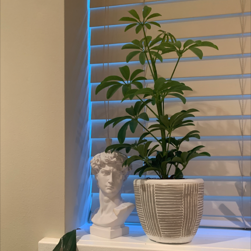 Dwarf Umbrella Tree plant photo by @gardeningbymiks named Bella on Greg, the plant care app.