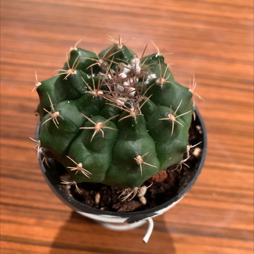 Image of a healthy Texas Barrel Cactus in a pot with visible soil.