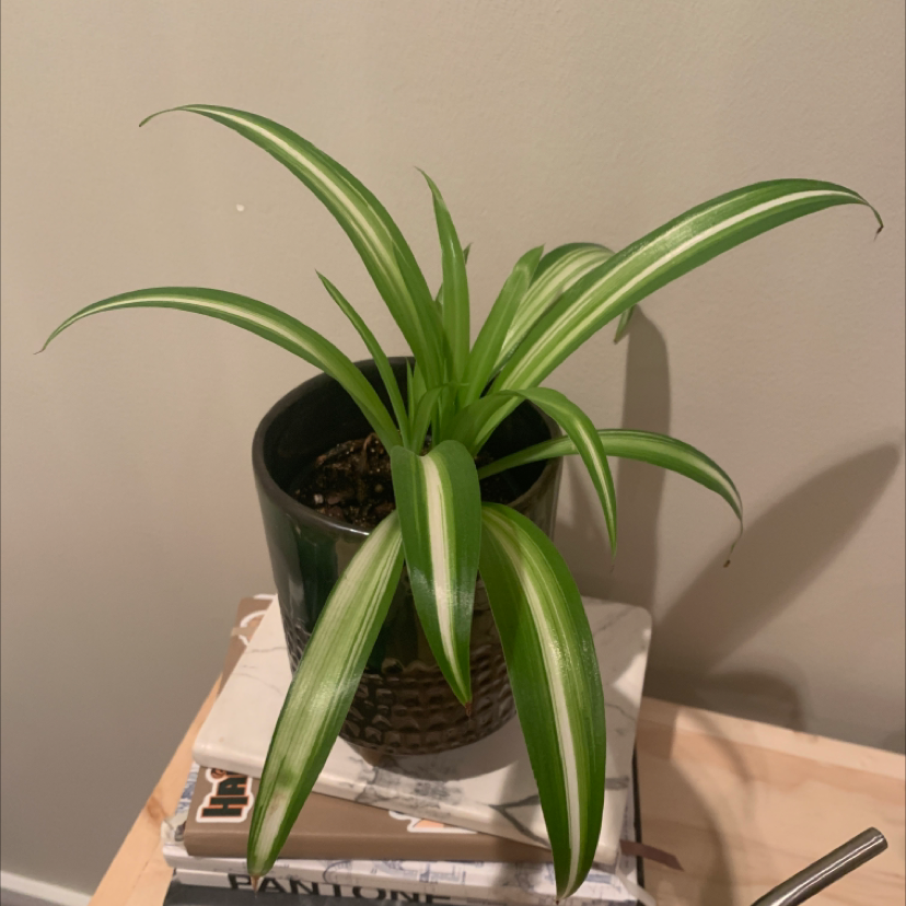 Spider Plant plant photo by @gardeningbymiks named Charlotte on Greg, the plant care app.