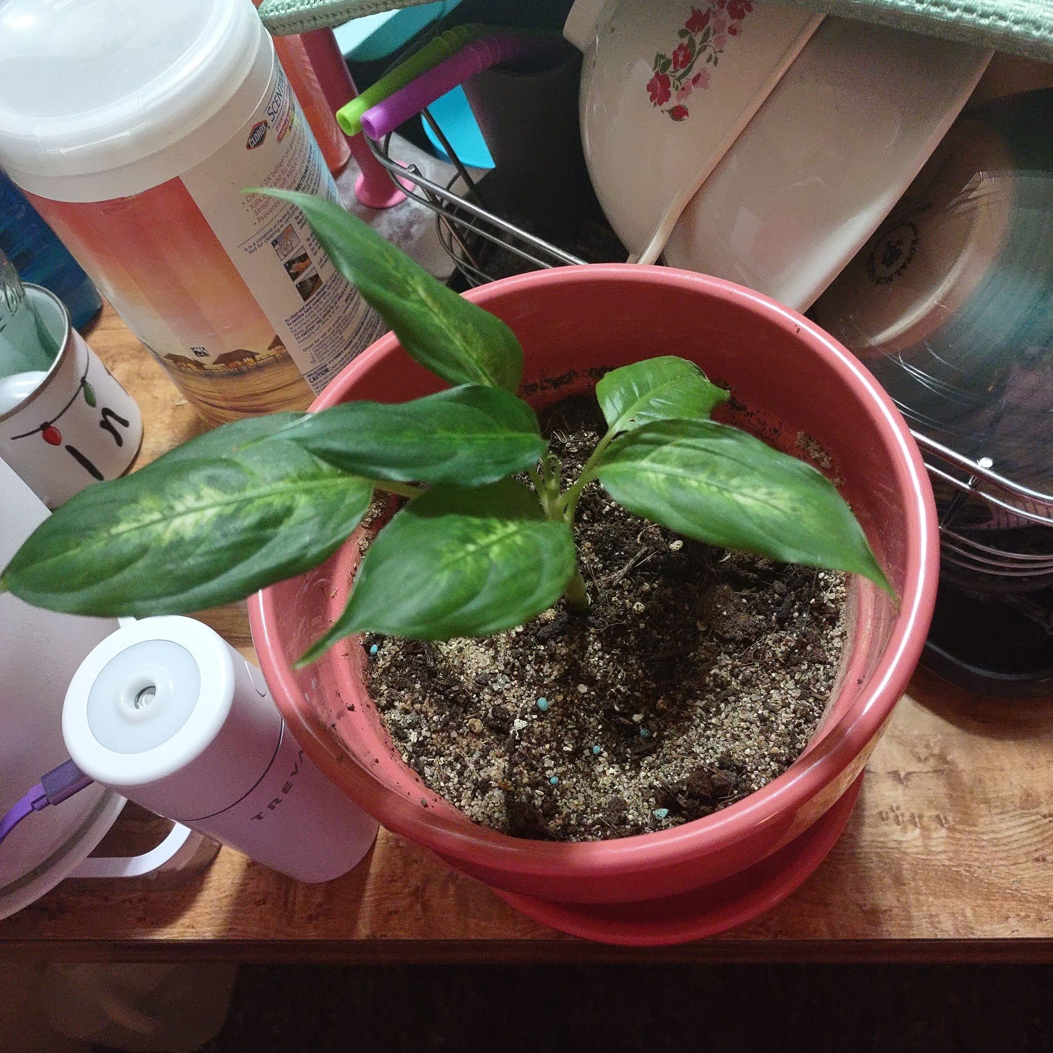 Dieffenbachia 'Compacta' plant in a pink pot with visible soil, healthy green leaves.