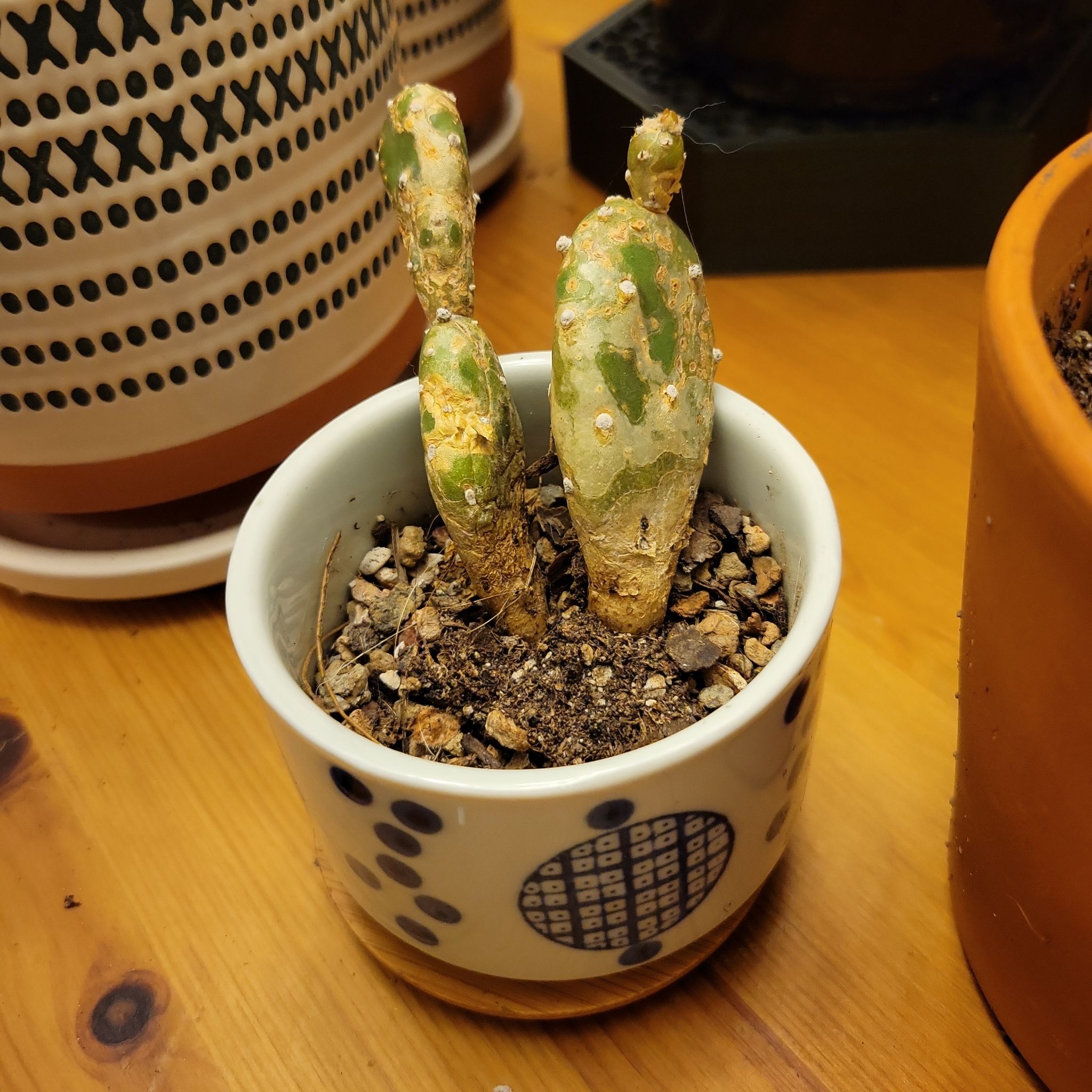 Photo of the plant species Angel wing's cactus by @CoolCoriander named Emerson on Greg, the plant care app