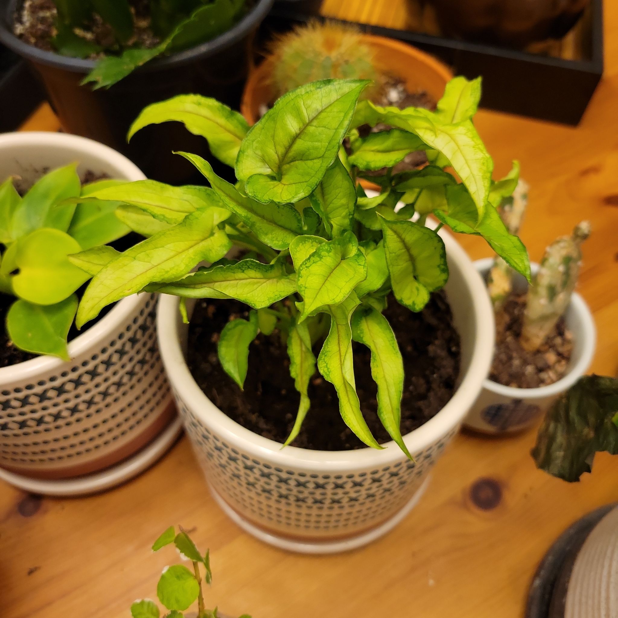 Photo of the plant species Syngonium 'Trileaf Wonder' by @CoolCoriander named Morgan Treeman on Greg, the plant care app