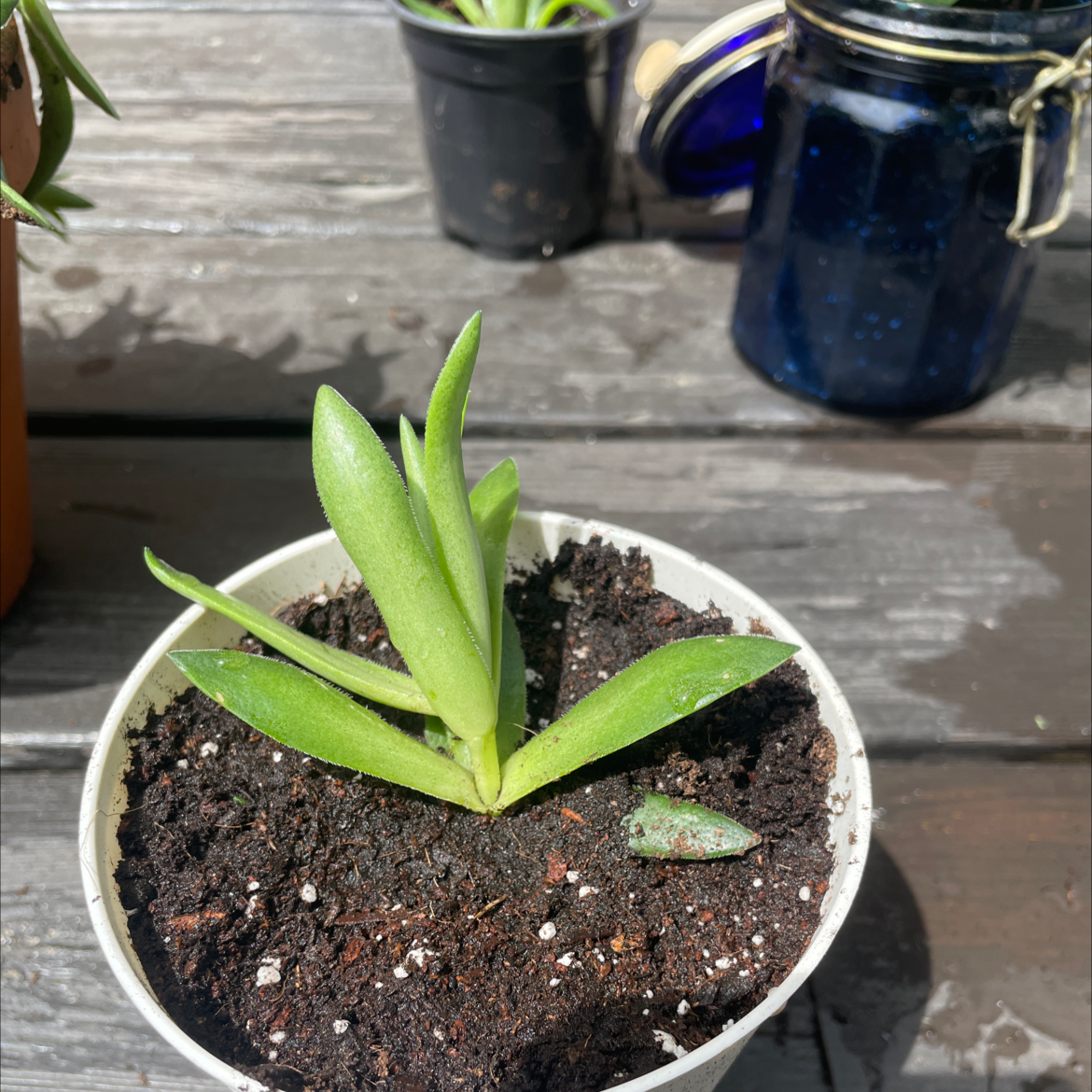 Hottentot Fig plant in a white pot with healthy green leaves and visible soil.