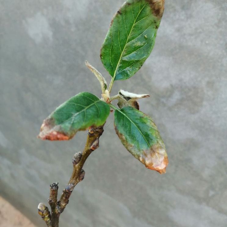 Photo of the plant species Mespilus germanica by @YiftBlackash named Apple on Greg, the plant care app