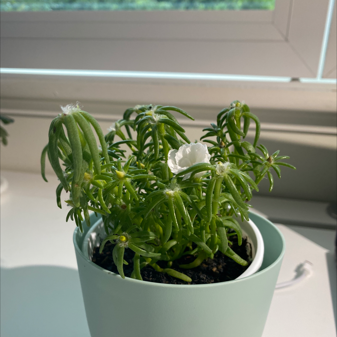 Healthy Moss Rose Purslane plant with vibrant green foliage growing in a small blue pot on a sunny white windowsill.