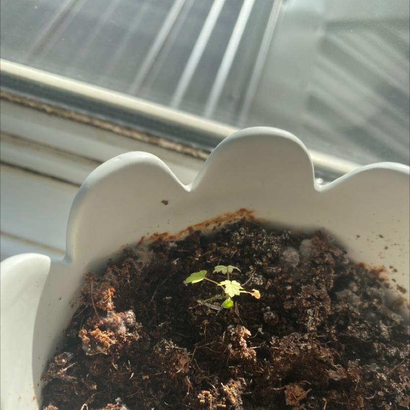 Small strawberry plant in a white pot with visible soil, early growth stage.