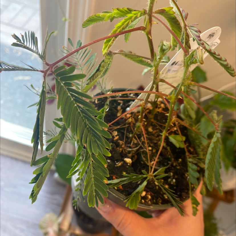 Potted Sensitive Plant (Mimosa pudica) with green leaves and visible soil, held by a hand.
