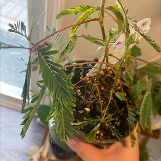 Sensitive Plant plant in Lake Country, British Columbia