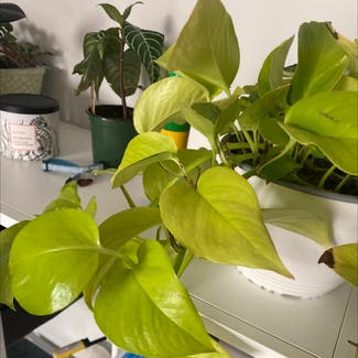 Golden Pothos plant in Lake Country, British Columbia