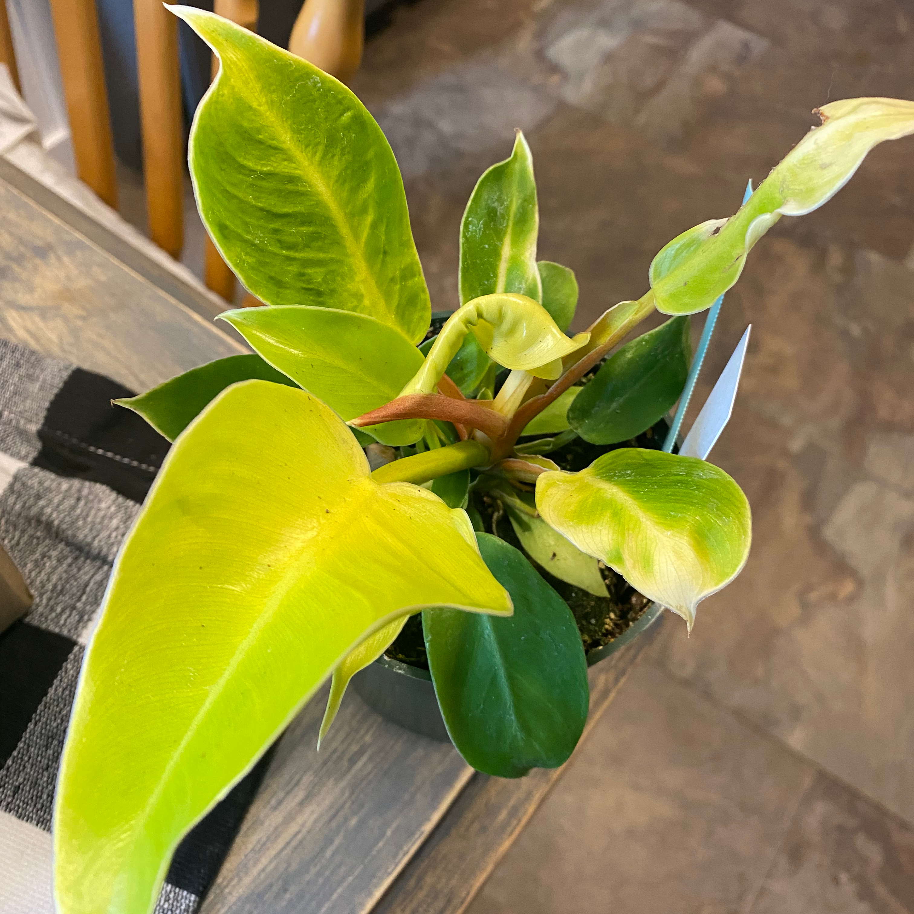 Philodendron 'Moonlight' plant with vibrant green and yellow leaves, slight yellowing and browning visible.