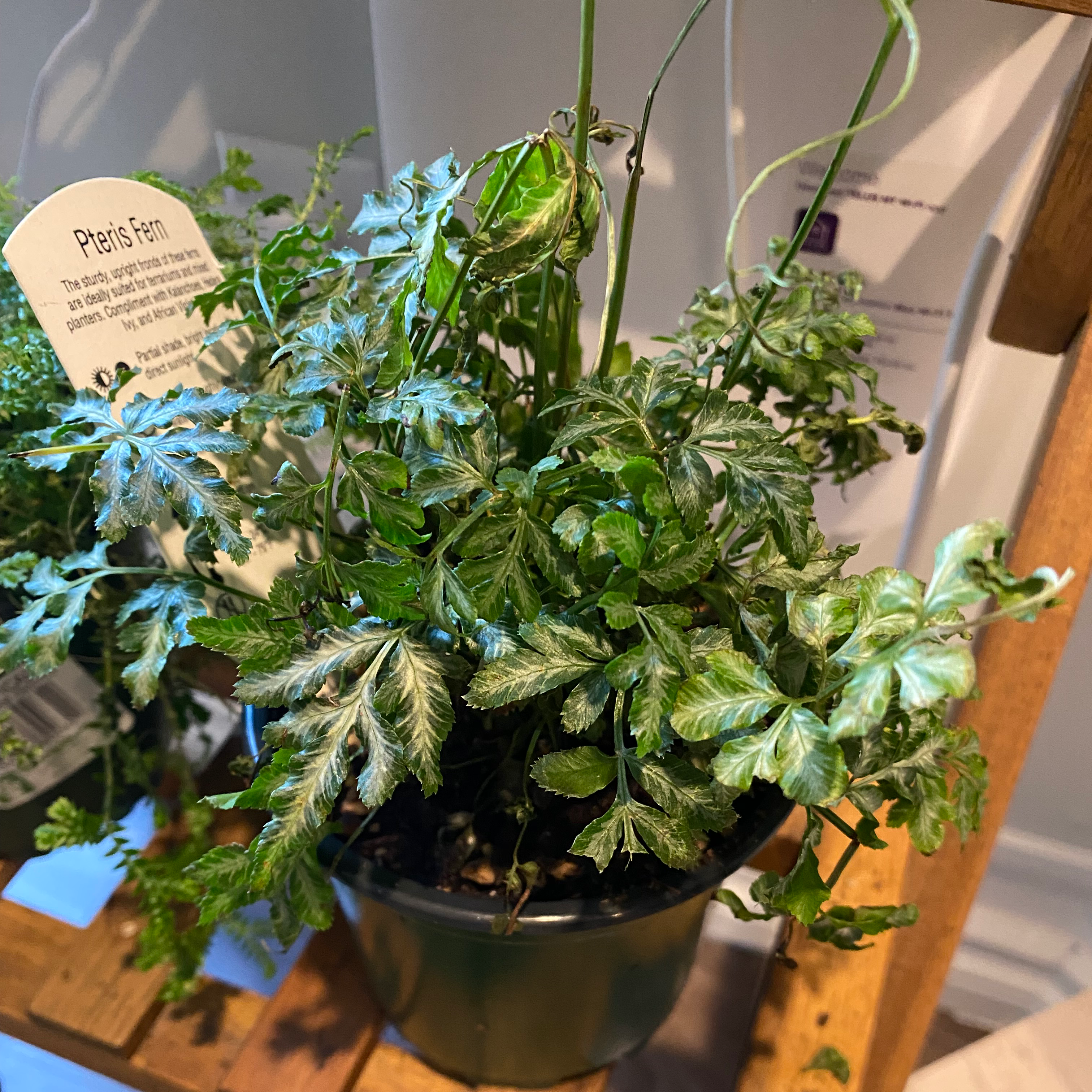 Brake Fern in a pot with some leaf discoloration, visible soil, and no flowers.