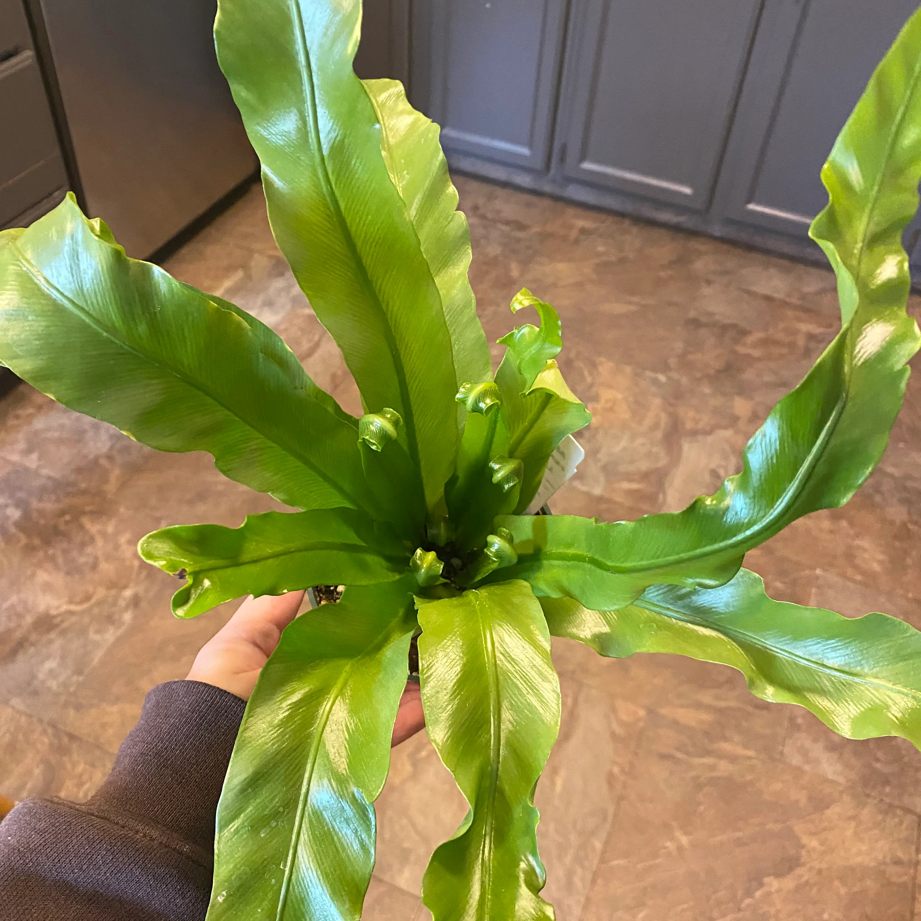 Healthy Japanese Bird's Nest Fern with vibrant green leaves held by a hand.