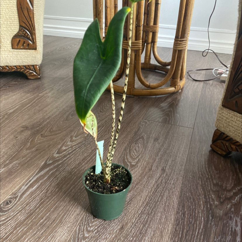 Potted Zebra Elephant Ear plant with striped stems and dark green leaves on a wooden floor.