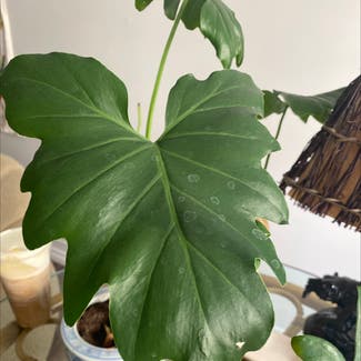 Split Leaf Philodendron plant in Lake Country, British Columbia