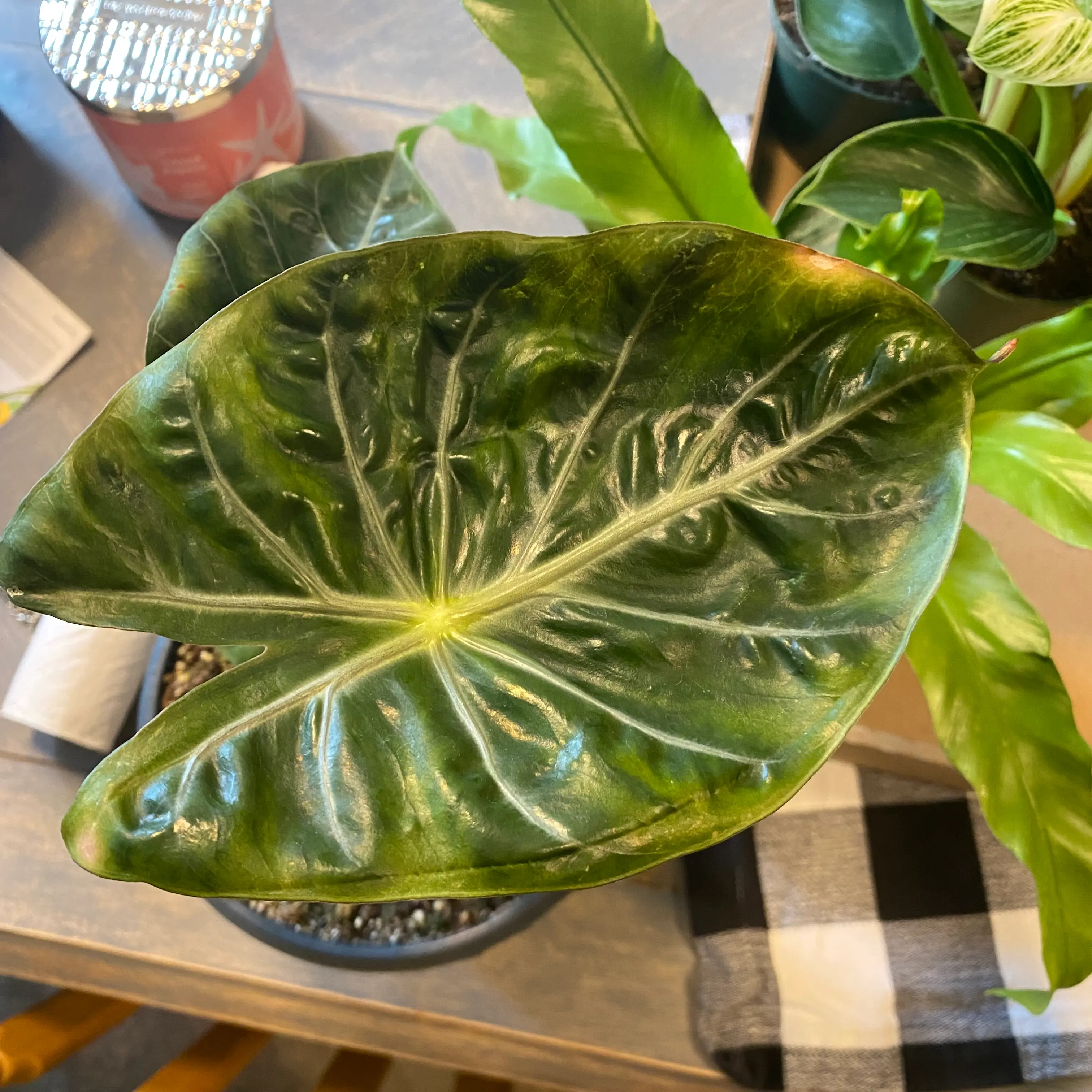 Alocasia Pink Dragon plant with a prominent leaf showing yellowing and browning edges.