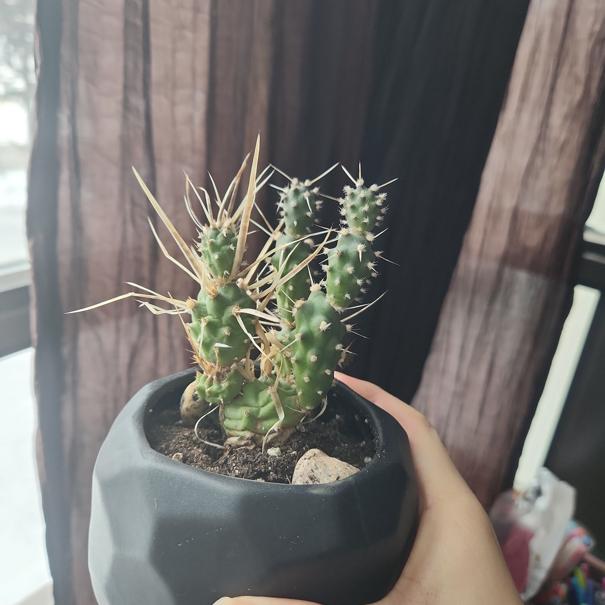 Paper Spine Cactus in a pot with visible yellowing and browning spines, held by a hand.