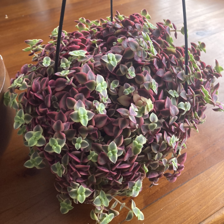 Healthy Crassula Pellucida succulent in a hanging basket, with dense growth and translucent heart-shaped leaves in green and purple.