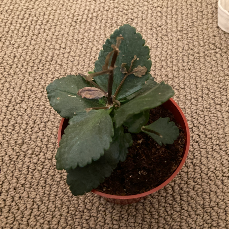 Florist Kalanchoe plant photo by Chan named lil louis on Greg, the plant care app.