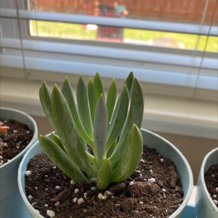 Photo of the plant species Narrow-Leaf Chalk Sticks by Mia named Bubbles on Greg, the plant care app