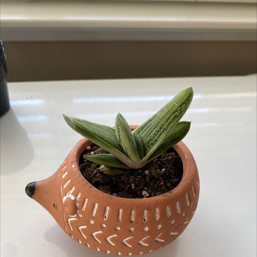 Photo of the plant species Ox Tongue by Mia named Lil Warty on Greg, the plant care app