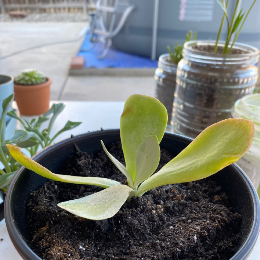 Photo of the plant species Paddle Plant by Mia named Flapjack on Greg, the plant care app