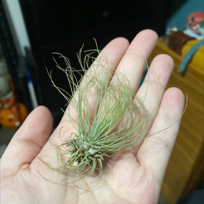 Photo of the plant species Tillandsia Fuchsii v. Gracilis by Mia named Harry on Greg, the plant care app
