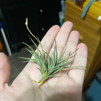 Air Plant plant in Madera, California